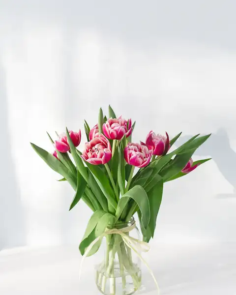Tulipani