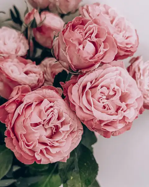 Bouquet di peonie rosa