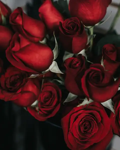 Rose rosse